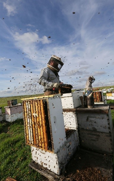 抓住热点——蜂蜜价格大幅下滑威胁新的伤害