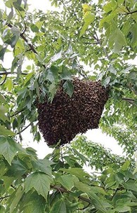 蜂蜜蜜蜂群季节